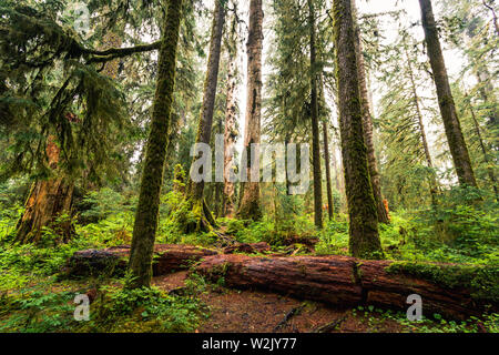 Hoh Rain Forest est situé à Washington, Etats-Unis d'Amérique, nature, paysage, l'arrière-plan, de la faune, le wapiti, le tourisme, Voyages USA, Amérique du Nord, Banque D'Images