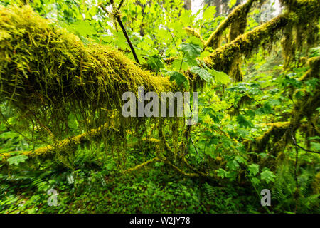 Hoh Rain Forest est situé à Washington, Etats-Unis d'Amérique, nature, paysage, l'arrière-plan, de la faune, le wapiti, le tourisme, Voyages USA, Amérique du Nord, Banque D'Images