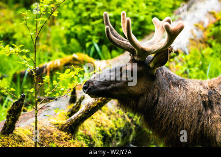 Hoh Rain Forest est situé à Washington, Etats-Unis d'Amérique, nature, paysage, l'arrière-plan, de la faune, le wapiti, le tourisme, Voyages USA, Amérique du Nord, Banque D'Images