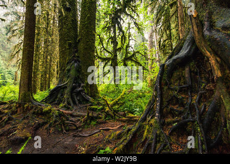 Hoh Rain Forest est situé à Washington, Etats-Unis d'Amérique, nature, paysage, l'arrière-plan, de la faune, le wapiti, le tourisme, Voyages USA, Amérique du Nord, Banque D'Images