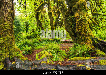 Hoh Rain Forest est situé à Washington, Etats-Unis d'Amérique, nature, paysage, l'arrière-plan, de la faune, le wapiti, le tourisme, Voyages USA, Amérique du Nord, Banque D'Images