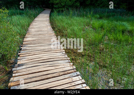 Passerelle en bois menant à travers un filtre à roseaux et envahi par l'herbe d'eau au parc national des Lacs de Plitvice, Croatie Banque D'Images