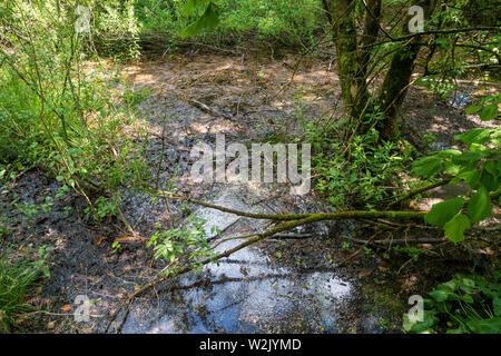 Marais mouillé dans la forêt du parc national des Lacs de Plitvice en Croatie Banque D'Images