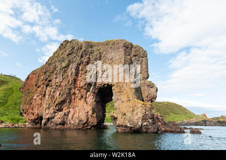 Roche de l'éléphant le long de Boddin point, près de Montrose, Ecosse Banque D'Images