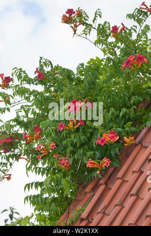 Klettertrompete Kletter-Trompete Trompetenblume,,, Trompeten-Blume Trompetenwinde Trompetenwein,,, Trompeten-Winde, Campsis spec., Bignonia spec., Tec