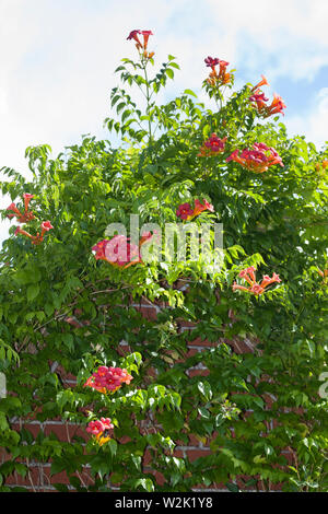 Klettertrompete Kletter-Trompete Trompetenblume,,, Trompeten-Blume Trompetenwinde Trompetenwein,,, Trompeten-Winde, Campsis spec., Bignonia spec., Tec