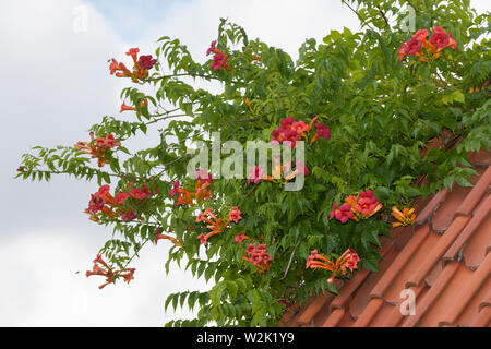 Klettertrompete Kletter-Trompete Trompetenblume,,, Trompeten-Blume Trompetenwinde Trompetenwein,,, Trompeten-Winde, Campsis spec., Bignonia spec., Tec