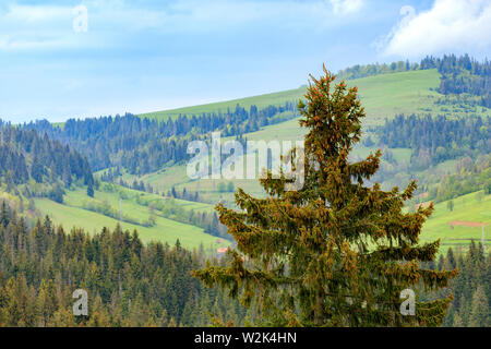 Sur le sommet des montagnes des Carpates entre forêts de conifères pousse grand pin cônes avec les jeunes sur le dessus. Banque D'Images