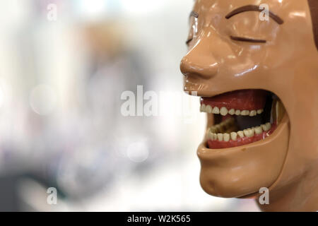 Modèle de la tête humaine, un outil pédagogique pour les dentistes à l'exposition de matériel médical Banque D'Images