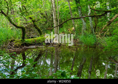 Un étang dans la forêt du parc national des Lacs de Plitvice en Croatie Banque D'Images