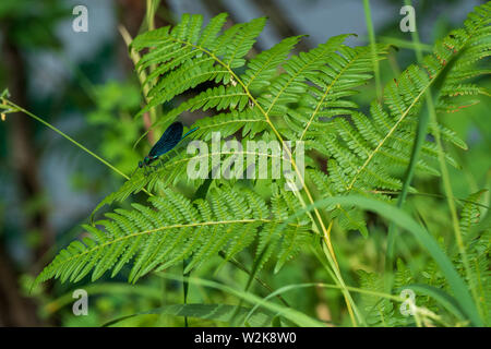 Couleur bleu libellule assis sur le quitter d'une fougère au parc national des Lacs de Plitvice en Croatie Banque D'Images