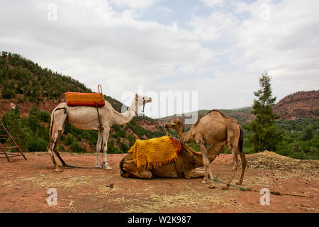 Des chameaux dans les montagnes de l'atlas du Maroc Banque D'Images