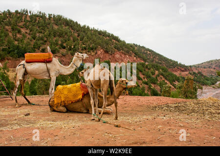 Des chameaux dans les montagnes de l'atlas du Maroc Banque D'Images