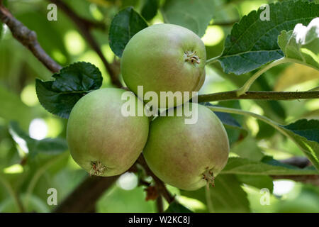 La croissance des pommes Golden Delicious dans le jardin. Banque D'Images