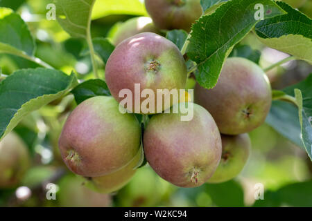 La croissance des pommes Golden Delicious dans le jardin. Banque D'Images