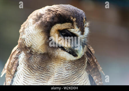 Brown wood owl à bas close-up Banque D'Images