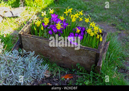 Narcissus 'Tête-à-tête" et le grand jonquilles naines fleurs violettes de Crocus 'Commémoration' dans une auge en bois au printemps Banque D'Images