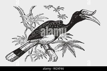 Calao rhinocéros menacés (buceros rhinoceros) assis sur un arbre. Après une gravure d'illustration historique du début du xxe siècle Illustration de Vecteur