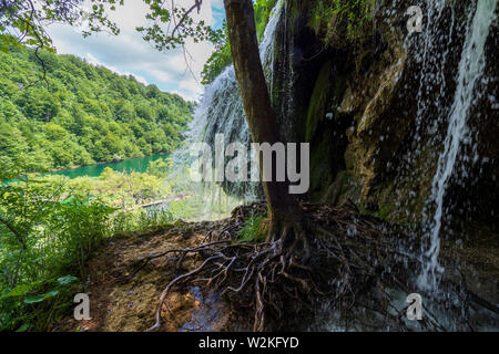 Vue panoramique de l'eau douce pure se précipiter un rocher rincer les racines d'un arbre au parc national des Lacs de Plitvice en Croatie Banque D'Images