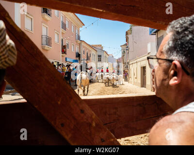 Le Portugal. 2 juin, 2019. Un homme regarde les festivités au cours de la Feira de maio célébration.Le Camino de Santiago (Chemin de Saint Jacques) est un vaste réseau de routes de pèlerinage antique s'étendant à travers l'Europe et de venir ensemble à la tombe de saint Jacques (Santiago en espagnol) à Santiago de Compostelle, dans le nord-ouest de l'Espagne. Le Chemin portugais est la deuxième plus populaire Camino en termes de nombre de pèlerins. De Lisbonne à Santiago il y a environ 610 kilomètres environ d'une manière qui vous permet en tant que pèlerin de voir le Portugal Rural, plein de champs verts, des villages ruraux et petites villes, où Banque D'Images