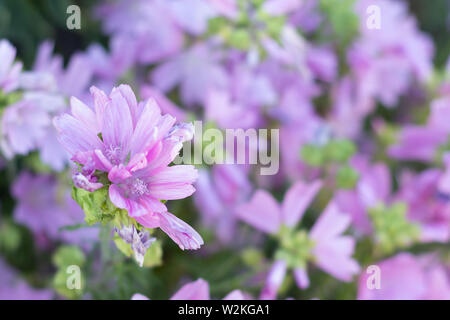 Le mouscher rose ou le moschata de Malva fleurir en été jardin Banque D'Images