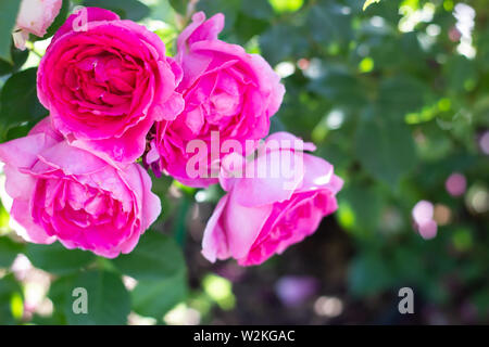 Gros plan de roses anglaises roses fuchsia dans un jardin Banque D'Images