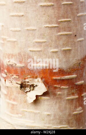 Le Betula utilis 'Orange' népalaise, une rare bouleau de l'himalaya afficher ornemtnal l'écorce d'orange Banque D'Images