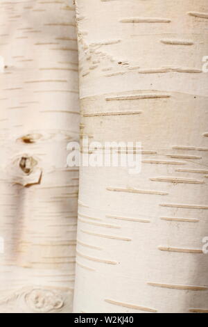 Le Betula utilis var. jacquemontii 'Doorenbos'. L'écorce de bouleau de l'himalaya d'ornement 'oorenbos» Banque D'Images