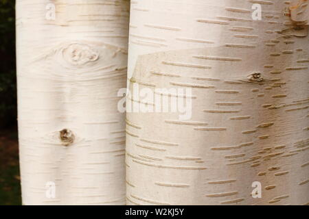 Le Betula utilis var. jacquemontii 'Doorenbos'. L'écorce de bouleau de l'himalaya d'ornement 'oorenbos» Banque D'Images