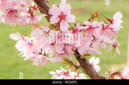 Prunus incisa 'Zdenka' Fuji ornement fleurs de cerisier au printemps - UK Banque D'Images