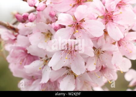 Prunus incisa 'Zdenka' Fuji ornement fleurs de cerisier au printemps - UK Banque D'Images