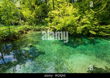 Étang de couleur bleu azur avec de l'eau claire comme du cristal dans les profondeurs de la forêt dense du parc national des Lacs de Plitvice en Croatie Banque D'Images