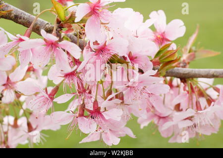 Prunus incisa 'Zdenka' Fuji ornement fleurs de cerisier au printemps - UK Banque D'Images