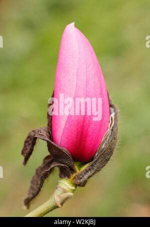 Magnolia sprengeri var. diva Copeland 'court'. Au cours du processus d'ouverture des bourgeons de Magnolia Banque D'Images