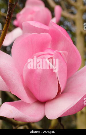 Magnolia sprengeri var. diva Copeland 'court'. Fleurs de rose Magnolia 'cour' Copeland au printemps . Aga. UK Banque D'Images