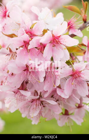 Prunus incisa 'Zdenka' Fuji ornement fleurs de cerisier au printemps - UK Banque D'Images