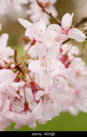 Cherry Blossom UK. Prunus pendula F. ascendens 'Rosea' pleurant cerisier fleurit au printemps. AGM Banque D'Images