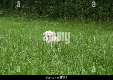 Labradoodle jeux en plein air Banque D'Images