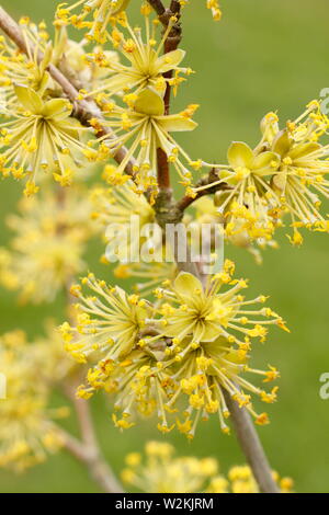 Cornus mas 'Jolico' En Cornaline - cerisiers en fleurs au printemps - Mai. UK Banque D'Images