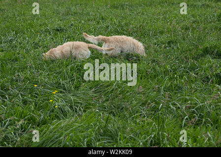 Labradoodle jeux en plein air Banque D'Images