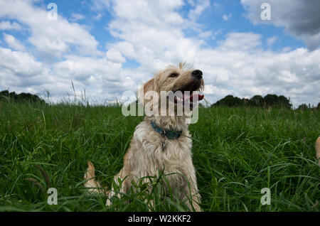 Labradoodle jeux en plein air Banque D'Images