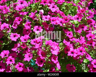 Beaucoup de fleurs rose vif Pétunia sur plein soleil en juillet en plein air Banque D'Images