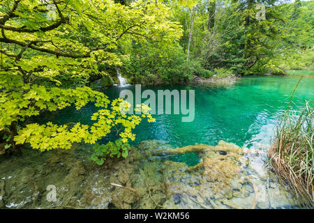 L'eau douce pure d'un petit ruisseau en cascades la couleur bleu azur de l'eau claire comme du cristal d'un étang au parc national des Lacs de Plitvice en Croatie Banque D'Images