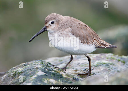 Le Bécasseau variable (Calidris alpina) sur les roches de basalte à Barnegat Jetty, USA Banque D'Images