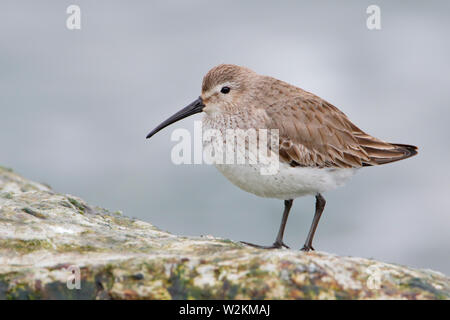 Le Bécasseau variable (Calidris alpina) sur les roches de basalte à Barnegat Jetty, USA Banque D'Images