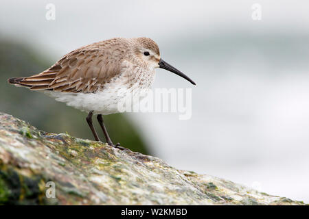 Le Bécasseau variable (Calidris alpina) sur les roches de basalte à Barnegat Jetty, USA Banque D'Images