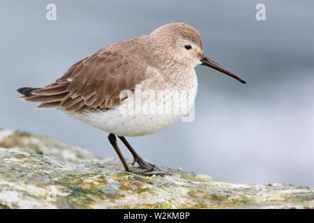 Le Bécasseau variable (Calidris alpina) sur les roches de basalte à Barnegat Jetty, USA Banque D'Images