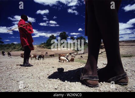 L'élevage des guerriers Masai leurs chèvres près de la rivière Talek, Masai Mara, Kenya. Masais sont peut-être le plus célèbre de tous les tribus africaines. Banque D'Images