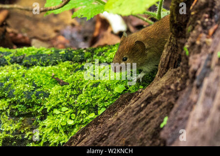 Petite souris marron dans la forêt dense du parc national des Lacs de Plitvice en Croatie Banque D'Images