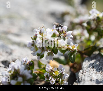 Alyssum blanc fleur plante close-up de plus en plus, dans les roches Banque D'Images